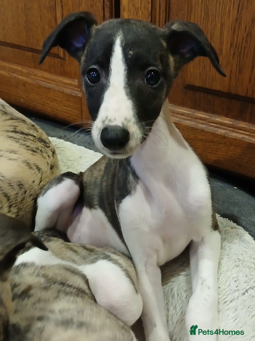 Whippet dogs for sale: Gloriously gorgeous puppies. Beautiful brindles. - Image 3