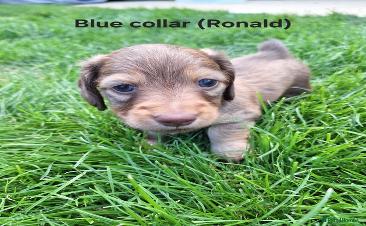 Miniature Dachshund dogs - Advert 10