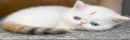 Exotic cats for sale: Extremely rare exotic female kitten - Advert 7
