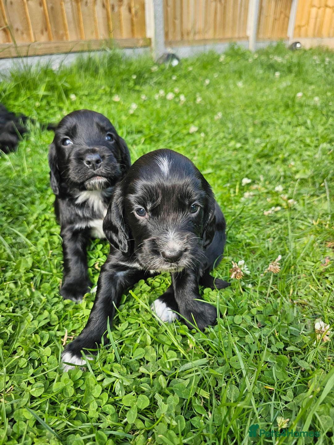 Sprocker dogs for sale: 2 black males !!! 😍 Beautifully marked sprocker! - Image 18