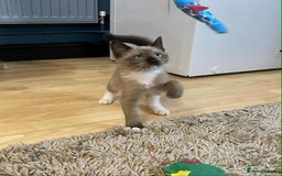 Mixed Breed cats for sale: Stunning munchkin girl available now - Image 2