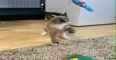 Mixed Breed cats - Advert 8