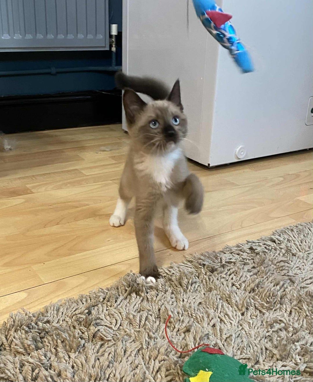 Mixed Breed cats for sale: Stunning munchkin girl available now - Image 2