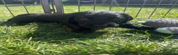 Mixed Breed dogs for sale: 2 girls, 1 boy. Springador puppies  - Advert 4