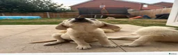 Labradoodle dogs for sale: Fox Red Labrador x Labradoodle puppies - Advert 9