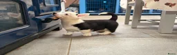 Welsh Corgi Pembroke dogs for sale: Welsh Pembroke Corgi puppies  - Advert 10