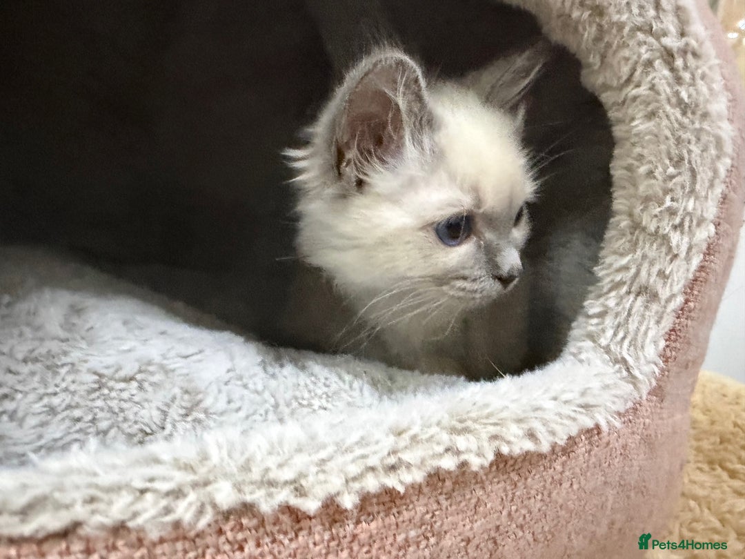 Ragdoll cats for sale: 3 Girl Ragdolls Available, Cute and fluffy!  - Advert 12