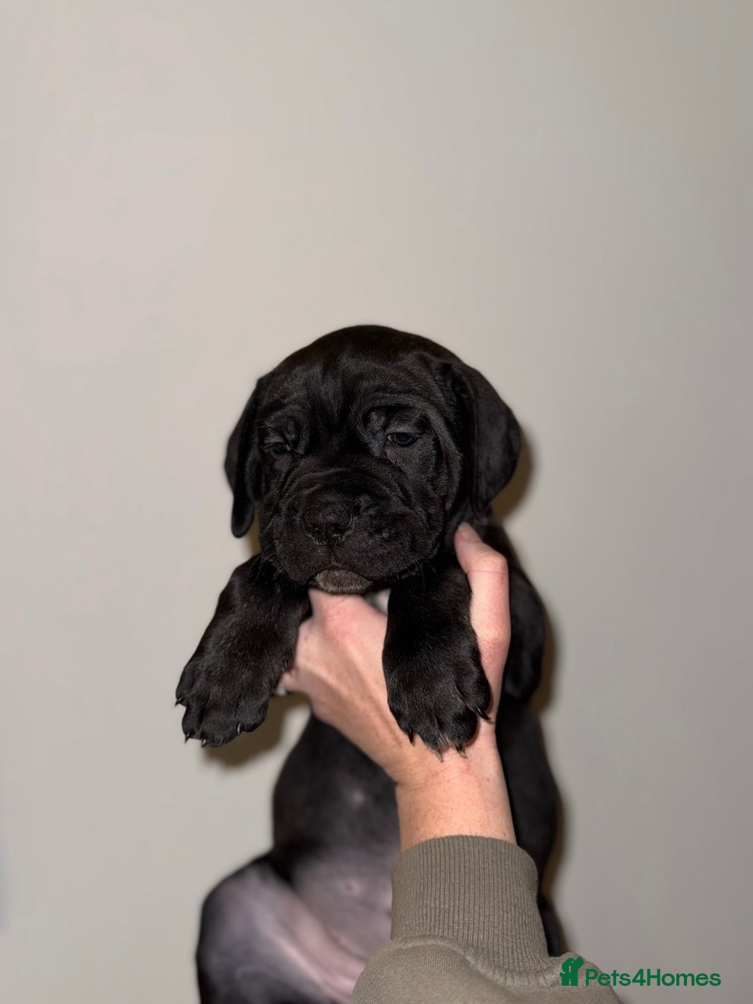 Cane Corso dogs for sale: Cane Corso puppies family reared no expense spared - Advert 32