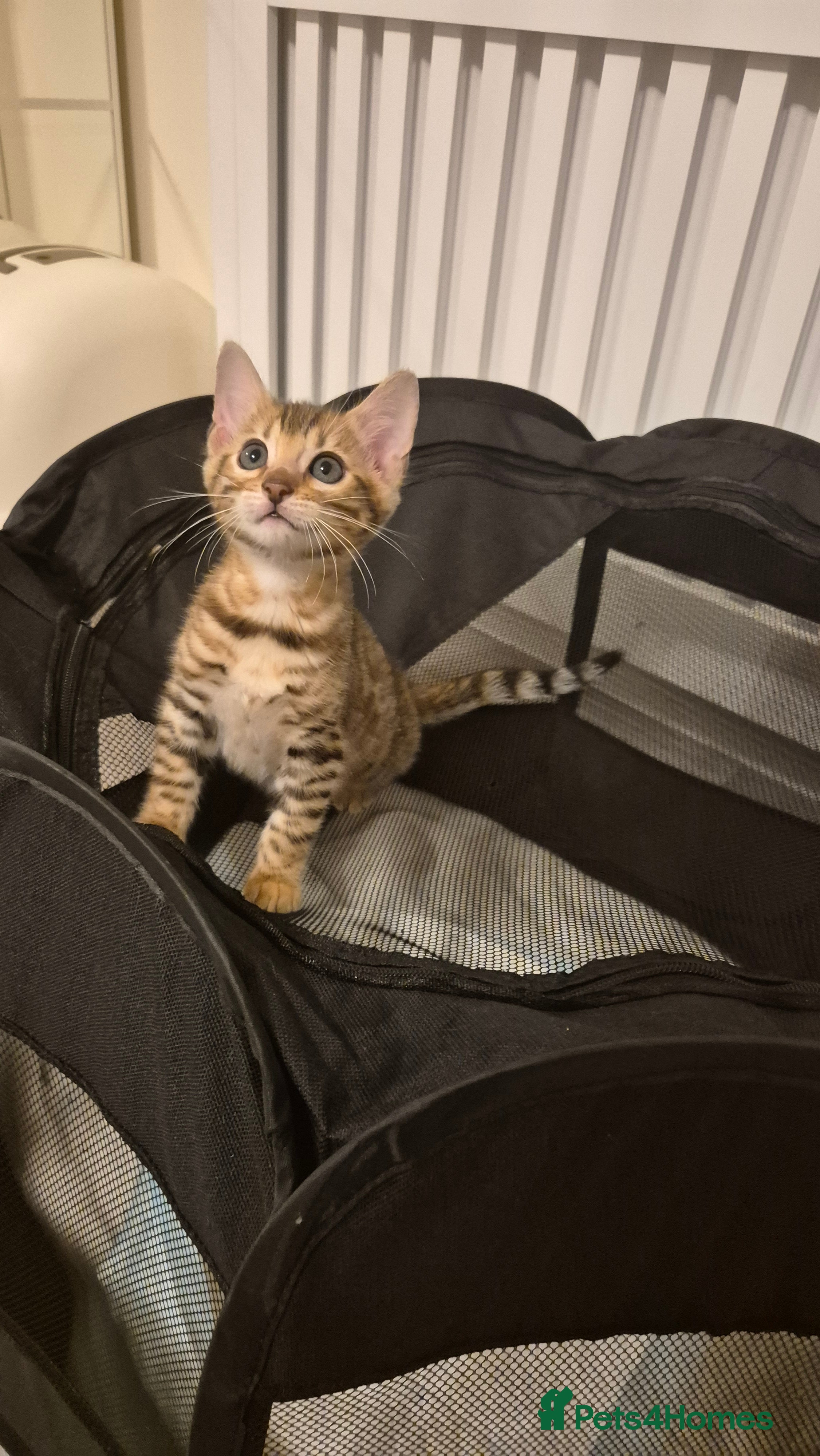 Bengal cats Beautiful bengal kittens... - Advert 5