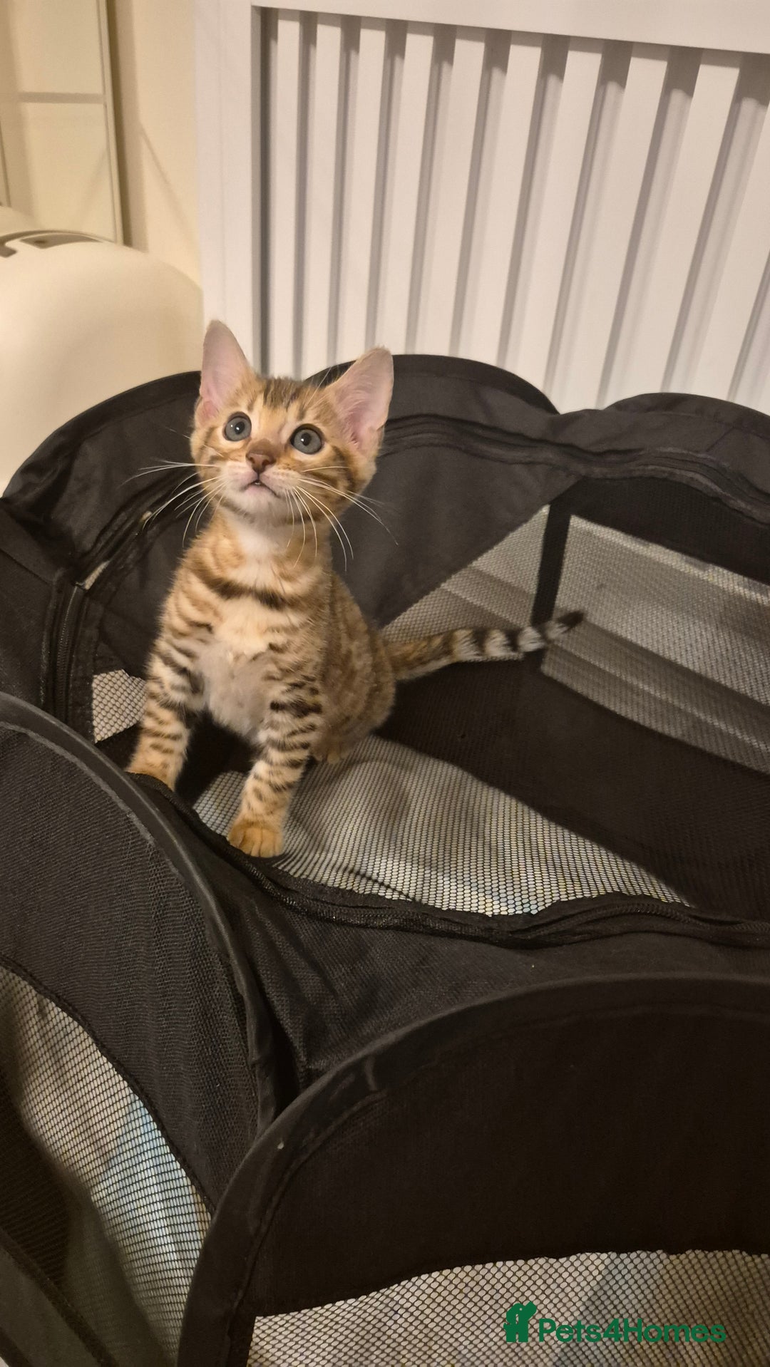 Bengal cats for sale: Beautiful bengal kittens... - Advert 1