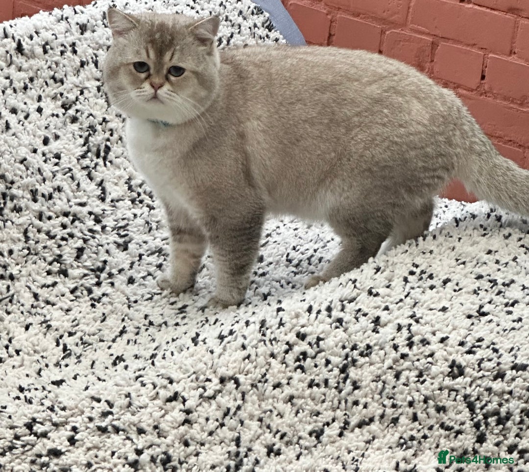 British Shorthair cats for stud: Teddy  - Advert 2