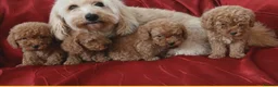 Maltipoo dogs for sale: Beautiful Maltipoo Puppies Ready  - Advert 3