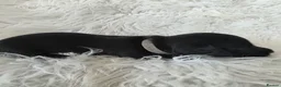 Miniature Dachshund dogs for sale: KC reg, solid Black puppies  - Advert 6