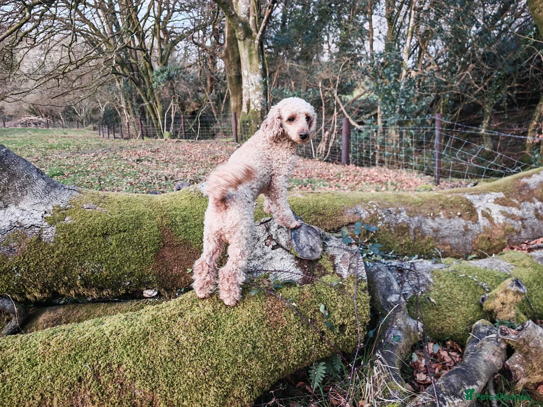 Miniature Poodle dogs for stud: BVA ✅ KC ✅Red ✅Poodle 13” - Advert 2