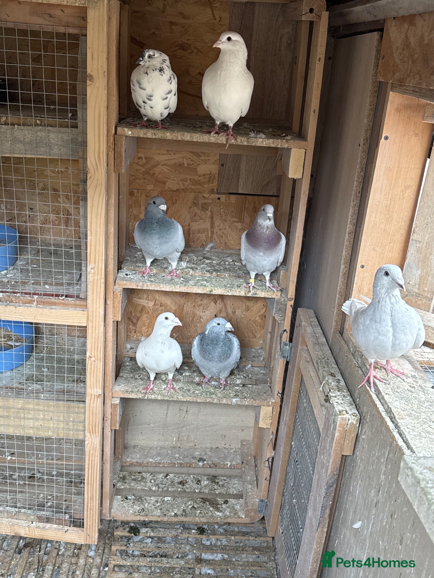 Mixed Breed birds Pigeons  - Advert 2