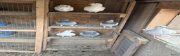 Mixed Breed birds for sale: Pigeons  in Chesterfield - Advert 1