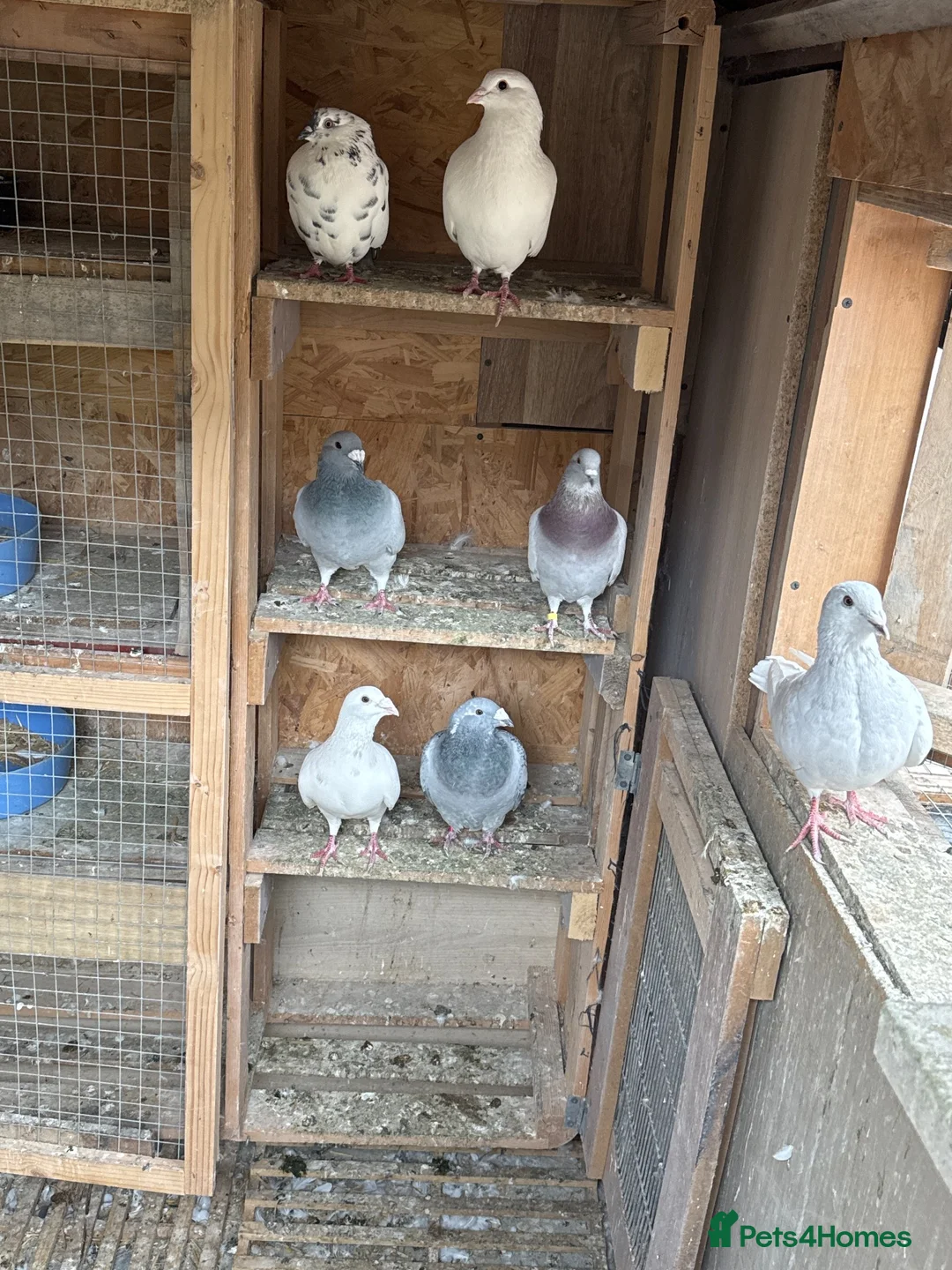 Mixed Breed birds for sale: Pigeons  in Chesterfield - Advert 1