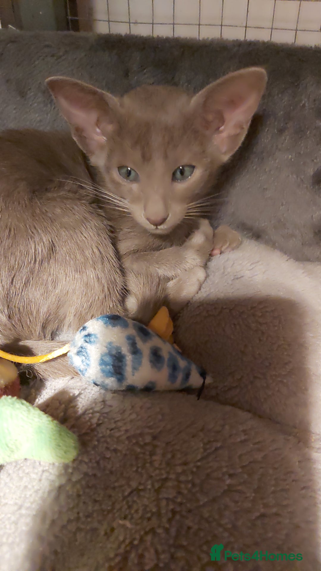 Oriental cats for sale: Full Pedigree Oriental 1 Kitten XL size ears GCCF - Advert 31