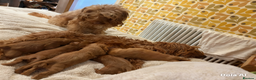 Cockapoo dogs for sale: 4 beautiful cockapoo puppies available  - Advert 13