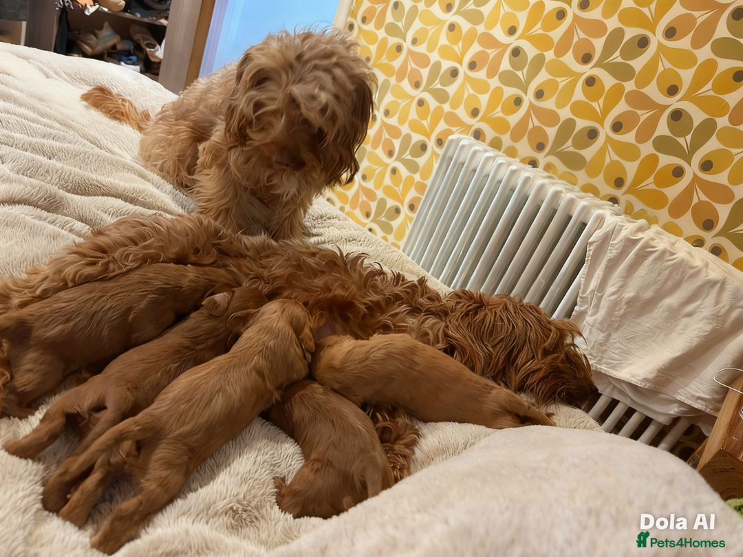 Cockapoo dogs for sale: 4 beautiful cockapoo puppies available  - Advert 13