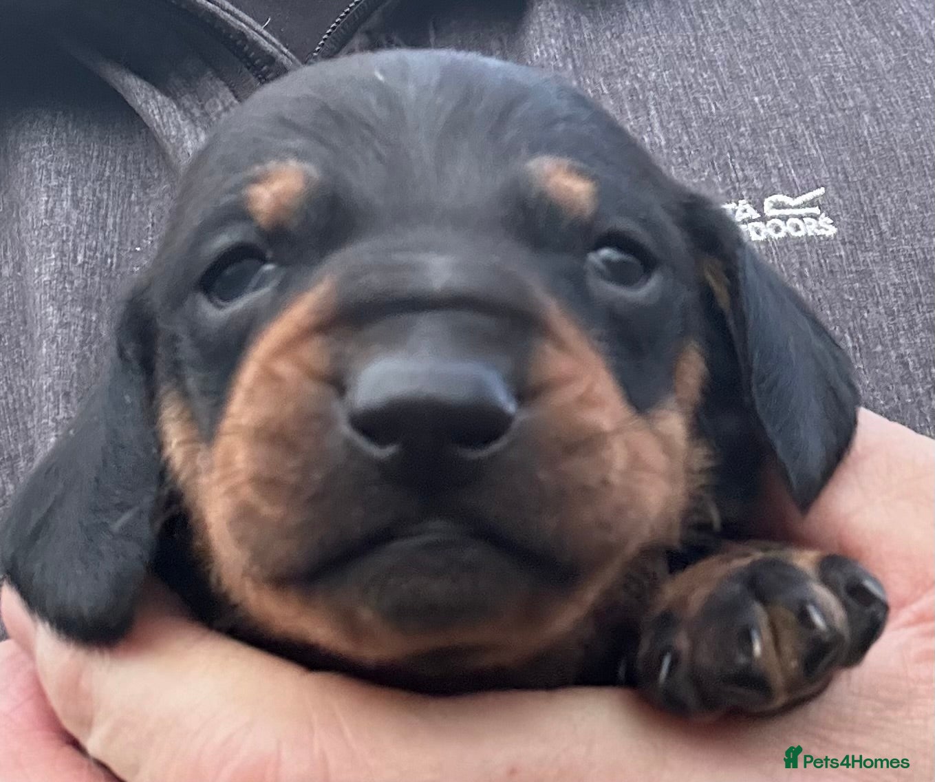 Dachshund dogs STUNNING B&T MALE KC SMOOTH STANDARD  - Advert 16