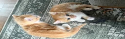 Mixed Breed cats for sale: Two Ginger Male Kittens  in Bicester - Advert 11
