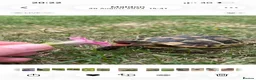 Tortoise reptiles for sale: Spur thigh tortoise  in Maldon - Advert 3