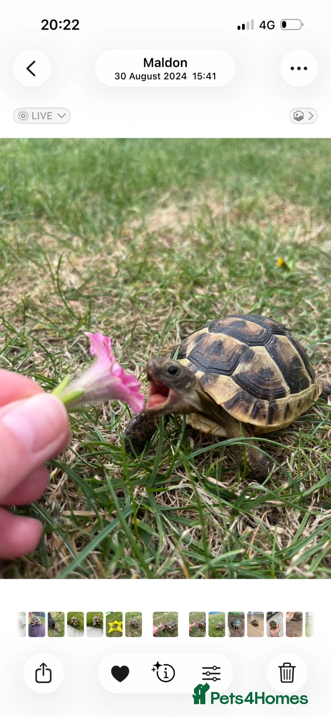 Tortoise reptiles for sale: Spur thigh tortoise  in Maldon - Advert 3