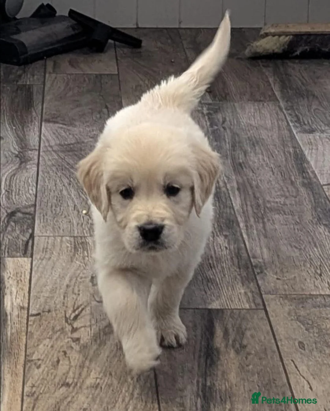 Golden Retriever dogs for sale: Beautiful litter of Golden Retrievers for sale. - Advert 6