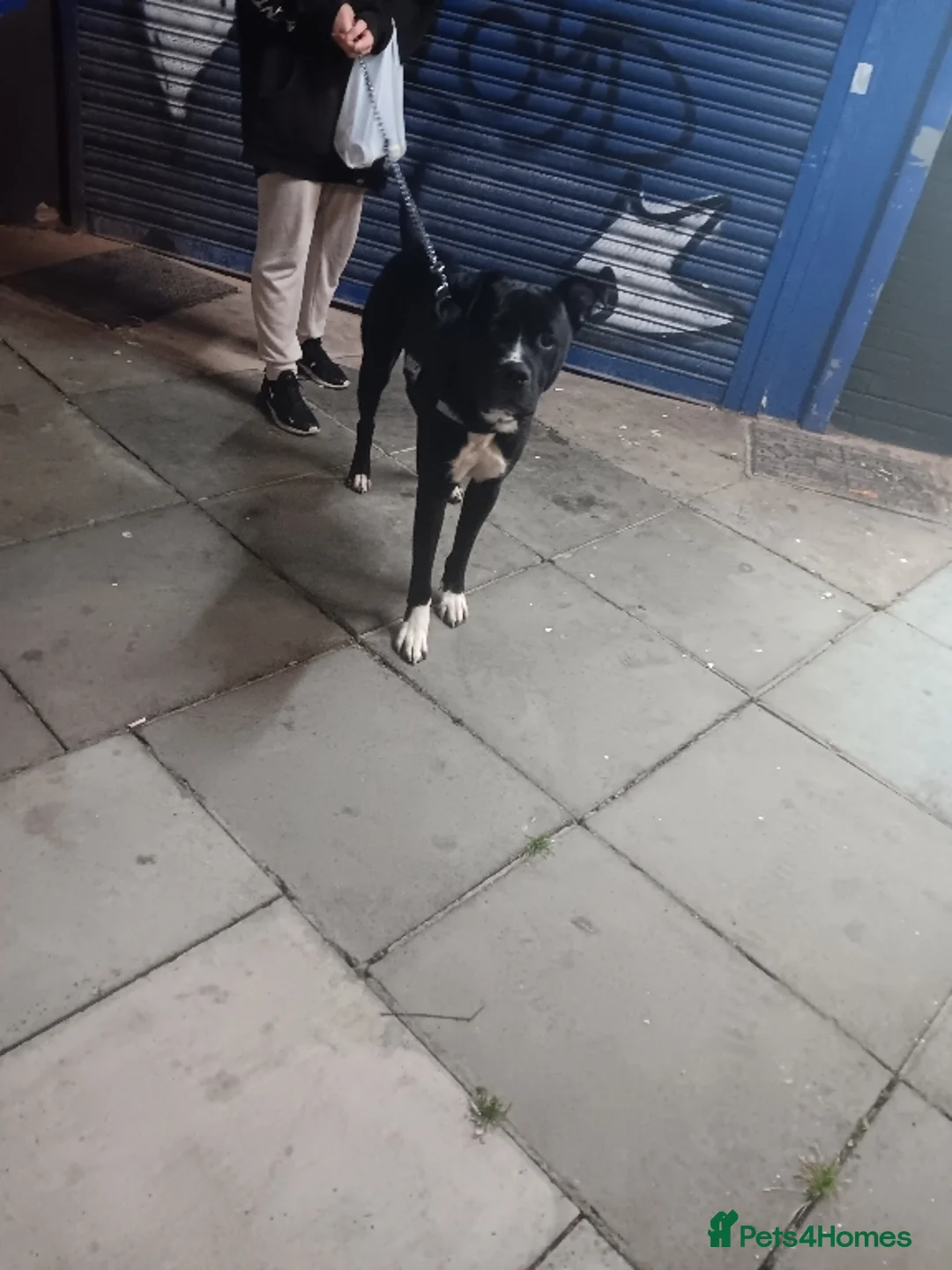 Cane Corso dogs for sale: Hugo available for sale asap - Advert 1