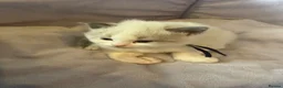 Ragdoll cats for sale: 4 beautiful ragdoll kittens  - Advert 21