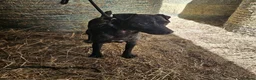 Patterdale Terrier dogs for sale: Patterdale Terriers  - Advert 4