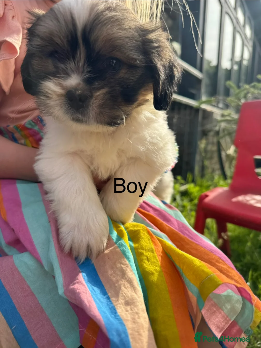 Mixed Breed dogs for sale: Shih Tzu cross Lhasa apso puppies in Great Yarmouth - Advert 1