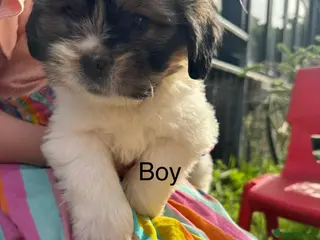 Mixed Breed dogs Shih Tzu cross Lhasa apso puppies - Advert 1