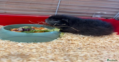Guinea Pig rodents - Advert 11