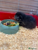 Guinea Pig rodents - Advert 7