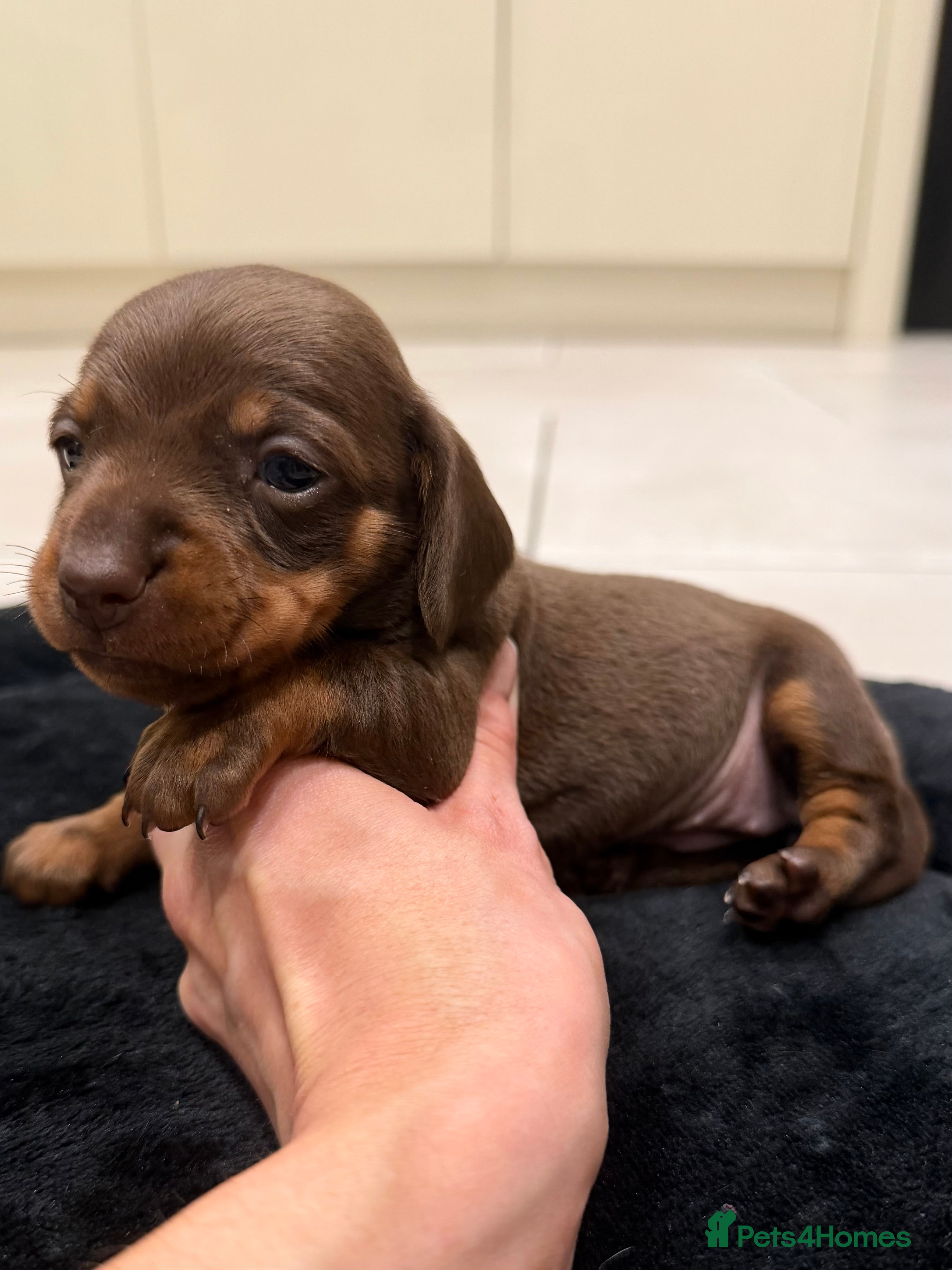 Miniature Dachshund dogs Beautiful miniature Dachshund puppies ❤️ - Advert 4