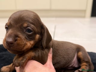 Miniature Dachshund dogs Beautiful miniature Dachshund puppies ❤️ - Advert 4