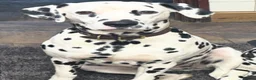 Dalmatian dogs for sale: Pedigree KC Registered Puppies - Advert 19