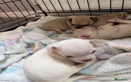 Chihuahua dogs for sale: 1 short haired chihuahua girl left  - Image 5