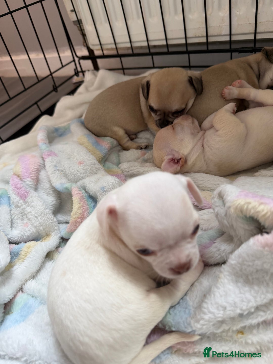 Chihuahua dogs for sale: 1 short haired chihuahua girl left  - Image 5
