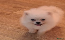 Pomeranian dogs for sale: Teddy Faced Pomeranian Puppy - Image 5