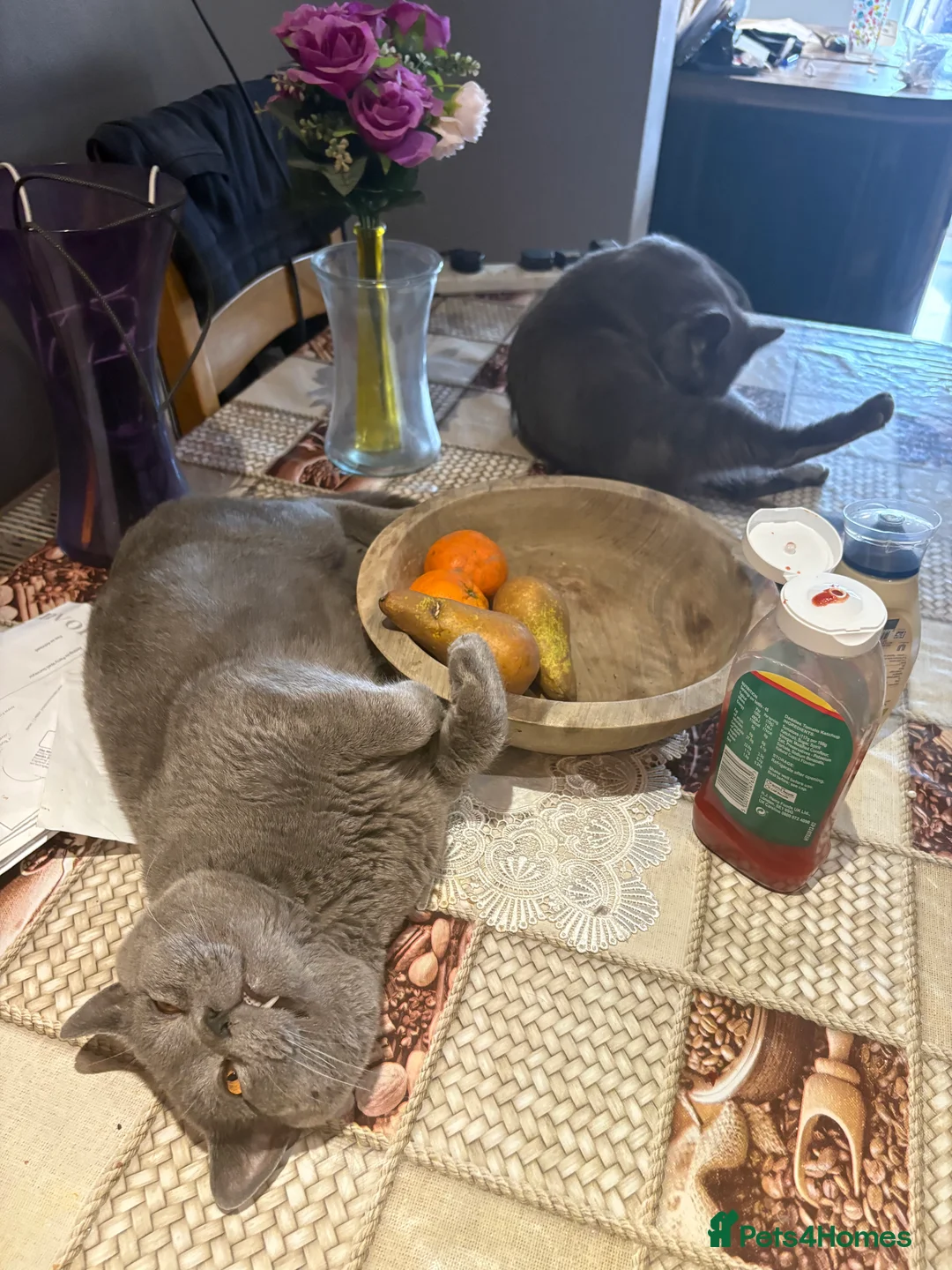 British Shorthair cats for sale: British Shorthair kittens  - Advert 18