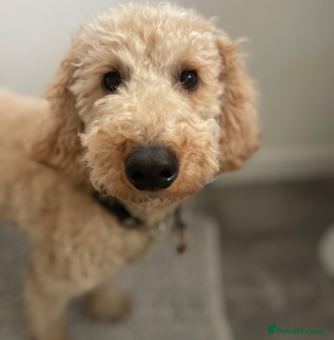 Miniature Poodle dogs for stud: KC Registered Apricot Miniature Poodle in Dronfield - Image 5