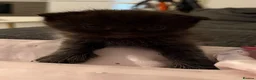 Ragdoll cats for sale: Ragdoll/scottish fold - Advert 13