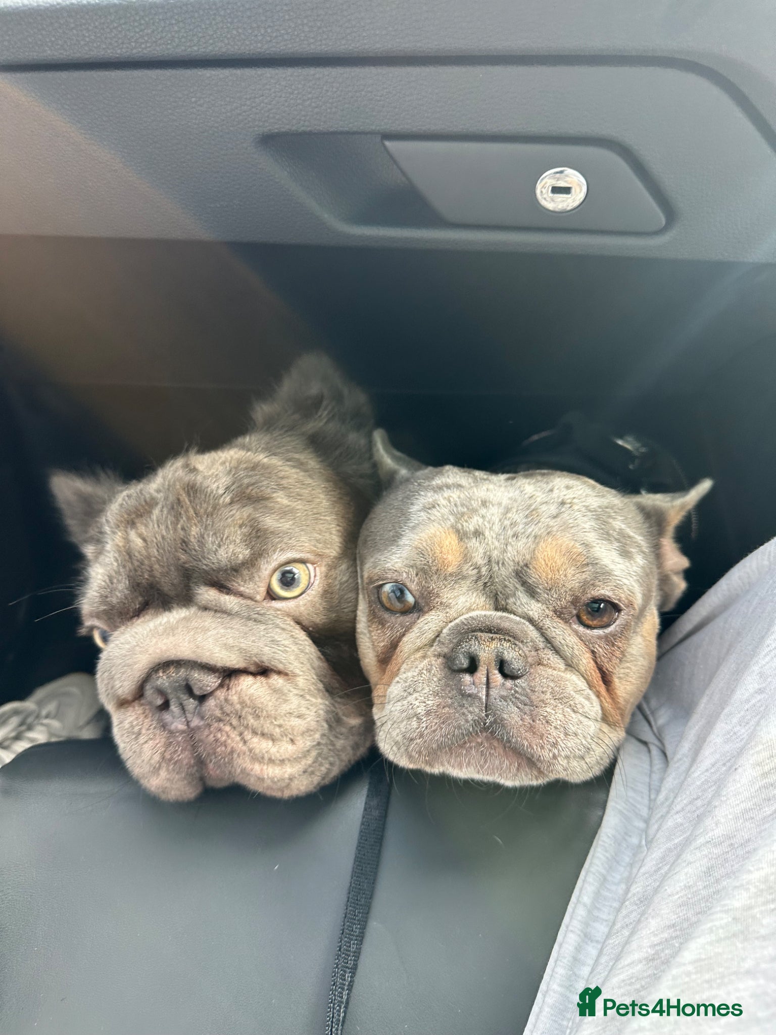 French Bulldog dogs French bulldog for sale  - Advert 4
