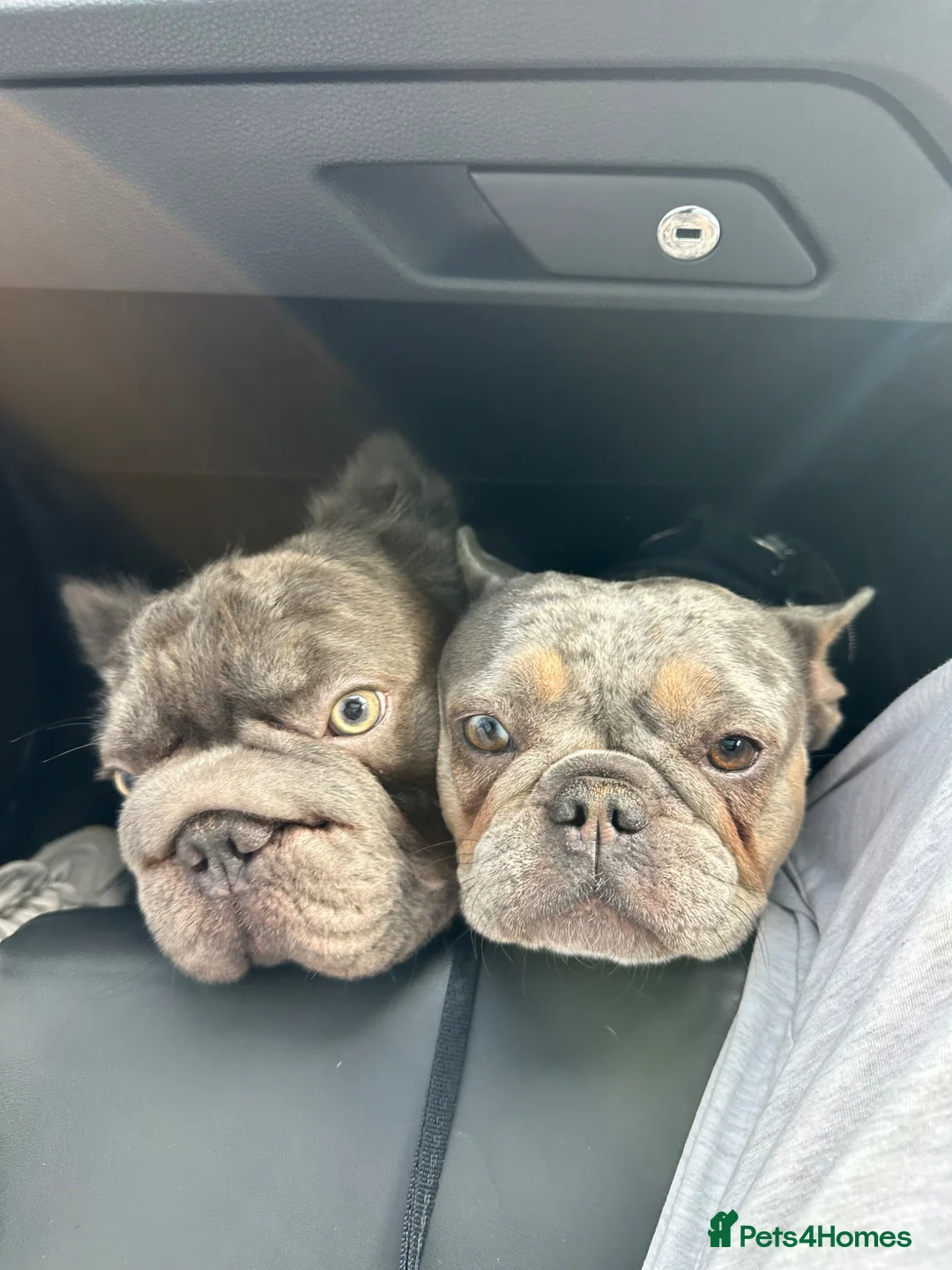 French Bulldog dogs for sale: French bulldog for sale  - Advert 1