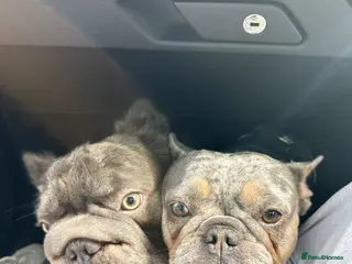 French Bulldog dogs French bulldog for sale - Advert 4