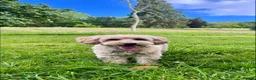 Cockapoo dogs for sale: Beautiful Cockapoo looking for a new home  - Advert 4
