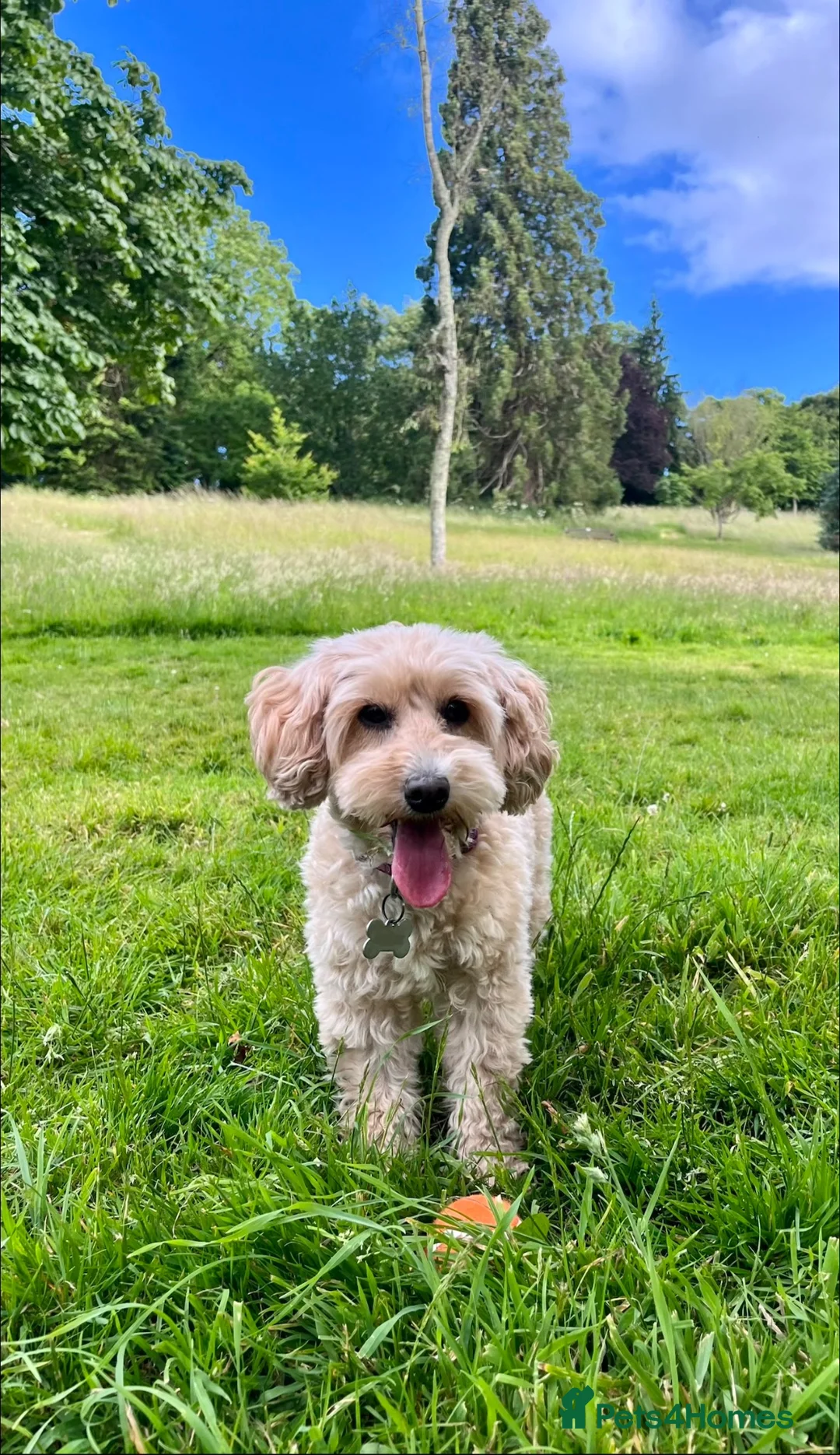 Cockapoo dogs for sale: Beautiful Cockapoo looking for a new home  - Advert 4